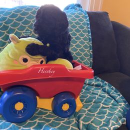 Goldendoodle Puppies from Scranton Goldendoodles