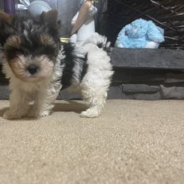Biewer Terrier Puppies from Southern Star Biewers