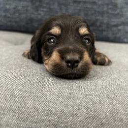 Rambo - Black and cream male Dachshund puppy in New Smyrna Beach, Florida from J & L Mini D’s