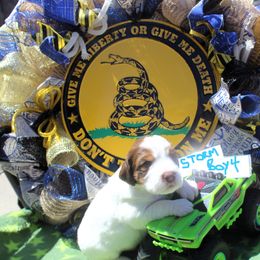Boy 4 - Liver white and tan male English Springer Spaniel puppy in Bremerton, Washington from Huntin' Buddies