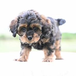 Charlie - Sable female Cavapoo puppy in Lawton, Oklahoma from Lindsey’s Cavies
