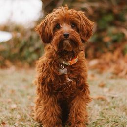 Rue - Goldendoodle