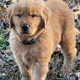 Bernese Mountain Dogs, Cavalier King Charles Spaniels, and Golden Retrievers from Red Sky Goldens, Bernese, and Cavaliers