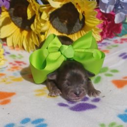 Cobain - Merle male Shihpoo puppy in Delphos, Ohio from Route 66 Poodles & Doodles, Sapphire Shih-tzu's of Ohio