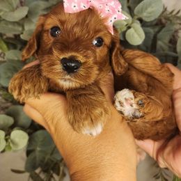 Cherry - Red female Cavapoo puppy in Roseville, California from Heavenly Goldendoodles