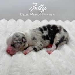 Jelly - Blue merle female Australian Shepherd puppy in Fort Pierce, Florida from JS Aussies