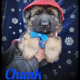 Chunk - Black and tan male German Shepherd puppy in Fort Jennings, Ohio from Von Holtzapple German shepherds