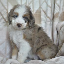 Zion - Red merle male Aussiedoodle puppy in Delta, Colorado from PTK Ranch
