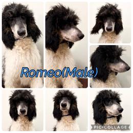 Romeo - Parti male Poodle puppy in League City, Texas from Chauffeured Poodles