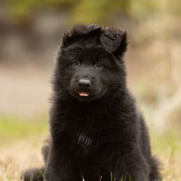 Pachycephalosaurus (Pachy) - Black male German Shepherd puppy in Gig Harbor, Washington from Crescent Lake Shepherds