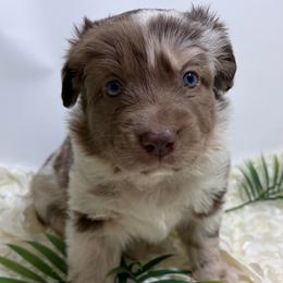 Grace - Pink - Red merle female Australian Shepherd puppy in San Marcos, California from Faith Family Freedom Farm