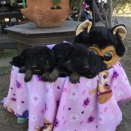 German Shepherd Puppies from War Cry German Shepherds