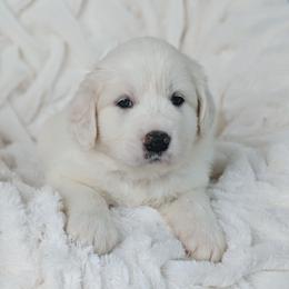 Girl 2 Pink - White female Great Pyrenees puppy in Yakima, Washington from Naches Heights Ranch