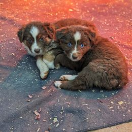 Australian Shepherd Puppies from Aussie Ridge Ranch