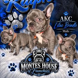 Ralph - Blue male French Bulldog puppy in Avondale, Arizona from Montes House of  Frenchies