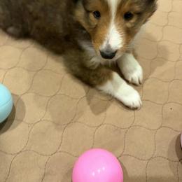 Puerto - Sable & white male Toy Shetland Sheepdog puppy in Spokane, Washington from Better Than Best Farm