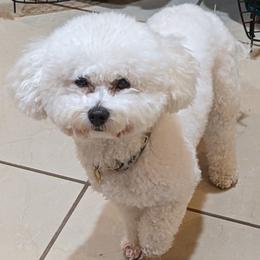 Stella - Bichon Frise