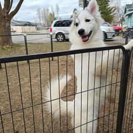 Sugar - White female Pomsky puppy in Idaho Falls, Idaho from Idaho Pomsky