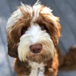 Mitch - Australian Labradoodle