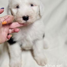 Blue collar - Gray and white female Old English Sheepdog puppy in Smallett, Missouri from Chasin Angus Sheepdogs