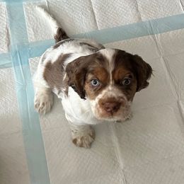 Chip - Brown and white male Cocker Spaniel puppy in Conroe, Texas from Cavi Cutie Collective