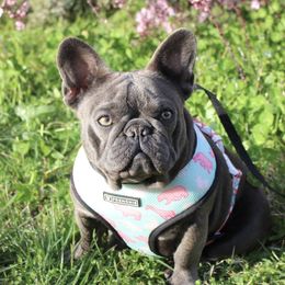 Zoe - French Bulldog