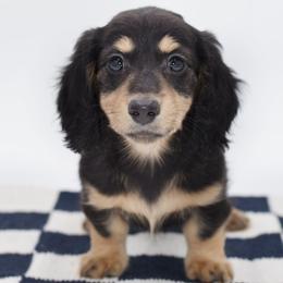 PRADA- AKC Import Lines - Black and cream female Dachshund puppy in Coweta, Oklahoma from Sunnyside Dachshunds
