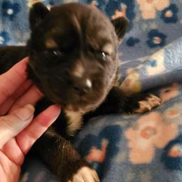 Viper - Agouti and white male Siberian Husky puppy in Urbana, Ohio from Fairhaven's Siberian Huskies