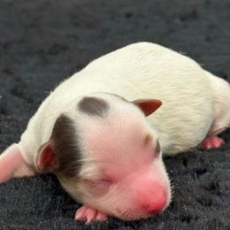 Boy 4 - Parti male Yorkshire Terrier puppy in Los Angeles, California from 818 Yorkies