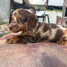 Ollie - Dapple male Dachshund puppy in Hope, Arkansas from Duckett Lane Dachshunds