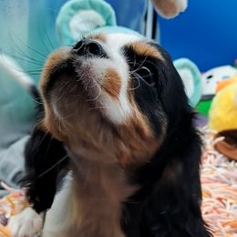 Clyde - Tri-color male Cavalier King Charles Spaniel puppy in Longview, Texas from S. M.