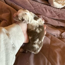 Copper - Red merle male Miniature Australian Shepherd puppy in Gatesville, Texas from Southern Promise Aussie’s