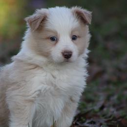 Boy 2 - Gold male Border Collie puppy in Tylertown, Mississippi from Cool Meadow Farms