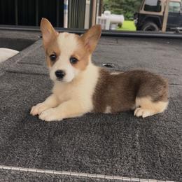 Blue Collar - Red male Pembroke Welsh Corgi puppy in Boaz, Alabama from Brumblow’s Kennel