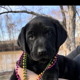 Labrador Retriever Puppies from Fetchmoore’s Labrador Retrievers