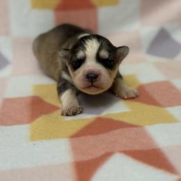 Christine - Gray and white female Siberian Husky puppy in London, Ohio from Rose Trail Siberian’s