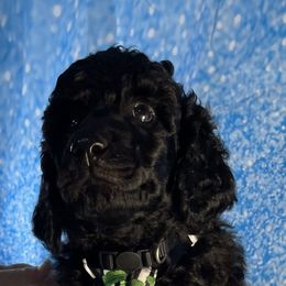 Poodle Puppies from Abbott Standard Poodles