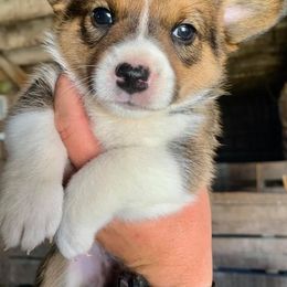 American Corgis and Pembroke Welsh Corgis from Arrow J Corgi Company