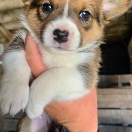American Corgis and Pembroke Welsh Corgis from Arrow J Corgi Company