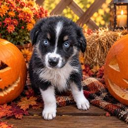 June (yellow collar) - Black tri-color female Australian Shepherd puppy in Okeechobee, Florida from Rothsolid Aussies