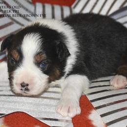 Rory - Black tri male Miniature Australian Shepherd puppy in Patterson, North Carolina from DreamLine Aussies