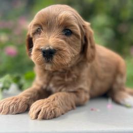 Bronx - Apricot male Goldendoodle puppy in Boaz, Alabama from Doodles All Day