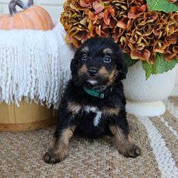 Forrest - Phantom male Bernedoodle puppy in Russell Springs, Kentucky from 270 Doodles