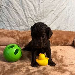 Tootsie - Chocolate female Boykin Spaniel puppy in Van Buren, Arkansas from Arklahoma Boykins