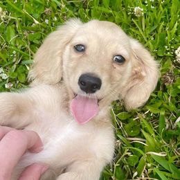 Dachshunds from C Kids Dachshunds