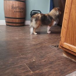 Shinner - Shetland Sheepdog