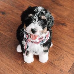 Aussiedoodle, Australian Mountain Doodle, Bernedoodle, and Bernese Mountain Dog Puppies from Berns & Doodles