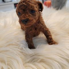 Poodle Puppies from Poodle house CA