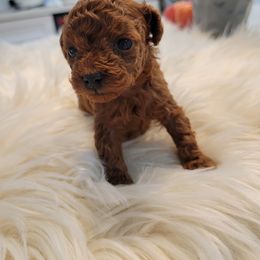 Poodle Puppies from Poodle house CA