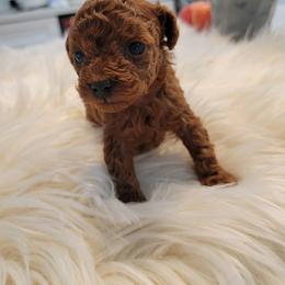 Poodle Puppies from Poodle house CA